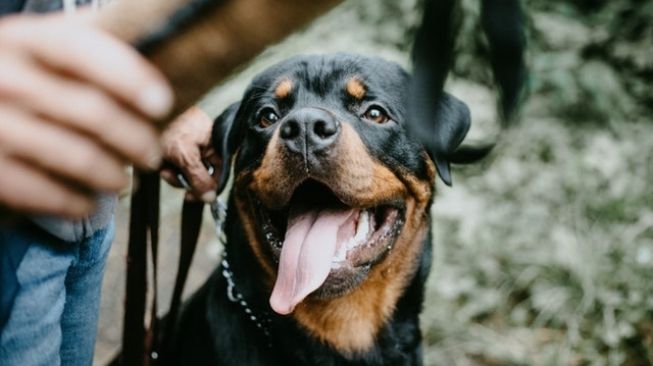 Anjing rottweiler (Pexels/Tom Verdoot)