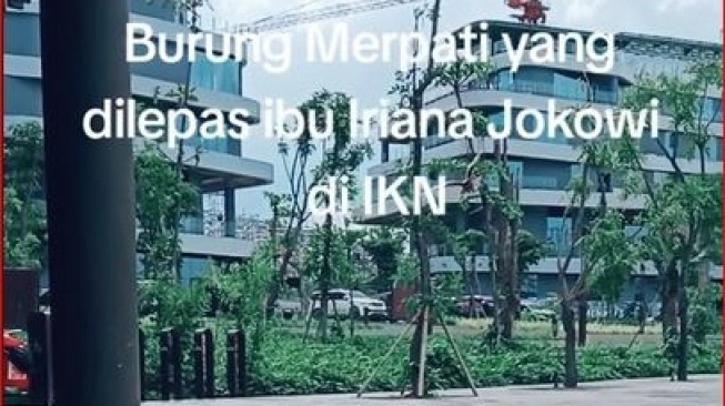 Merpati di IKN (Sumber: Tiktok @bnyjhun_nait)