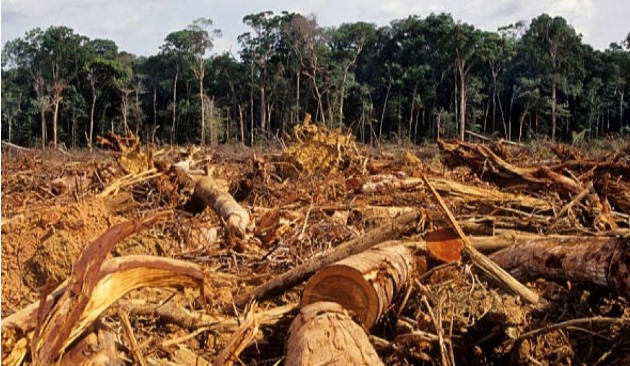 Ilustrasi: Pembukaan lahan. Foto:Suara.com
