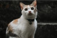 Kucing (Unsplash)