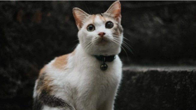 Kucing (Unsplash)