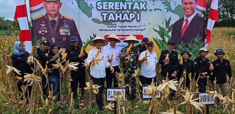 Pemerintah Kabupaten Barito Utara (Pemkab Barut), melalui Dinas Pertanian setempat menghadiri kegiatan Panen Jagung Serentak Tahap I yang diinisiasi oleh Polres Barut, Rabu, 26 Februari 2025. Foto: Diskominfosandi Barut