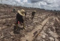 Petani menanam bibit singkong di areal lumbung pangan nasional 'food estate' di Tewai Baru, Kabupaten Gunung Mas, Kalimantan Tengah, Sabtu (6/3/2021). [ANTARA FOTO/Makna Zaezar]