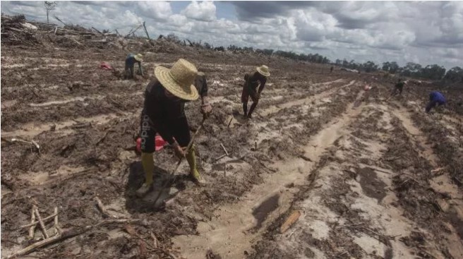 Petani menanam bibit singkong di areal lumbung pangan nasional 'food estate' di Tewai Baru, Kabupaten Gunung Mas, Kalimantan Tengah, Sabtu (6/3/2021). [ANTARA FOTO/Makna Zaezar]
