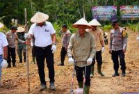Pemkab Barito Utara (Barut), Kalteng, dalam hal ini Pj Bupati Muhlis, mendukung program ketahanan pangan komoditas jagung. Foto: Diskominfosandi Barut