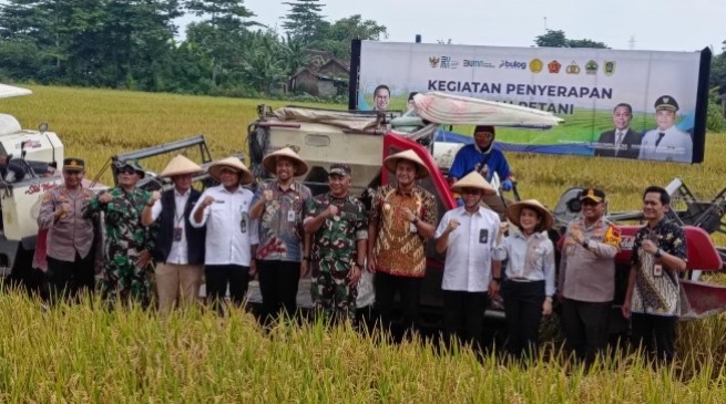 Jajaran Perum Bulog, PCO, serta TNI-Polri saat memantau panen raya di Kabupaten Klaten, Jawa Tengah. (Dok: Suara.com/ Restu Fadilah)
