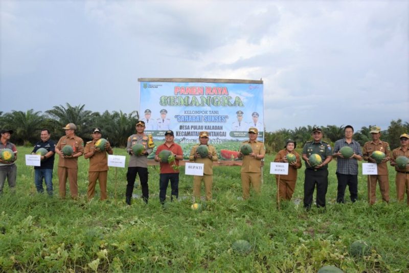 SUASANA panen semangka di Desa Pulau Kaladan, Kecamatan Mantangai, Kabupaten Kapuas