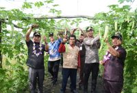 Bupati Kapuas HM WIyatno, SP melaksanakan Panen Padi dan Pare milik Kelompok Tani Maju Bersama, Kelurahan Sei Pasah, Kecamatan Kapuas Hilir, Kamis (17/4). (Firmansyah/1tulah.com)