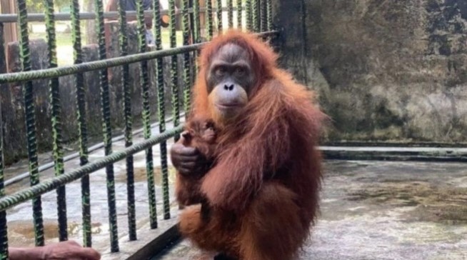 Induk orang utan di Kebun Binatang Kasang Kulim, Provinsi Riau memeluk anaknya yang baru lahir pada 2 Mei 2025 lalu. ANTARA/Annisa Firdausi