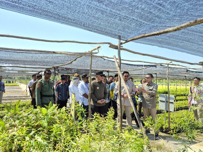 Wakil Menteri Lingkungan Hidup dan Kehutanan (Wamen LHK) Sulaiman Umar, melakukan kunjungan kerja ke Persemaian Permanen Liang Anggang yang terletak di Jalan Manuntung, Kota Banjarbaru, Kalimantan Selatan, pada Minggu, 4 Mei 2025. Foto: MC Tala
