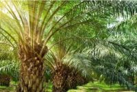 Ilustrasi kelapa sawit--Dirasa Mencekik, Kenaikan PE 10 Persen Diprotes Petani Sawit. (Freepik)