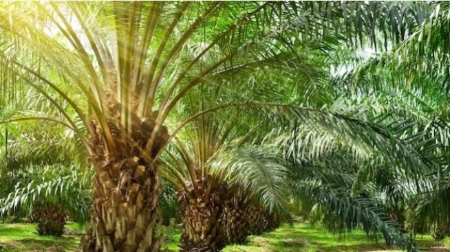 Ilustrasi kelapa sawit--Dirasa Mencekik, Kenaikan PE 10 Persen Diprotes Petani Sawit. (Freepik)