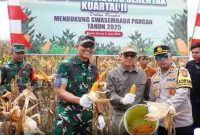 Penjabat (Pj) Bupati Barito Utara (Barut), Kalteng, Indra Gunawan, menghadiri kegiatan Panen Raya Jagung Kuartal II yang berlangsung di Desa Mampuak I, Teweh Timur, Kamis, 5 Juni 2025. Foto: Diskominfosandi Barut