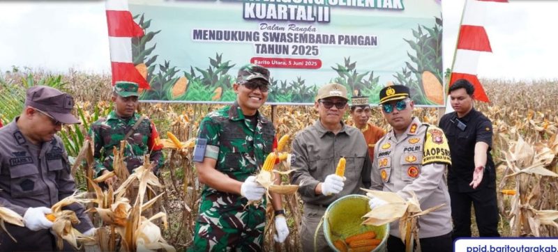 Penjabat (Pj) Bupati Barito Utara (Barut), Kalteng, Indra Gunawan, menghadiri kegiatan Panen Raya Jagung Kuartal II yang berlangsung di Desa Mampuak I, Teweh Timur, Kamis, 5 Juni 2025. Foto: Diskominfosandi Barut