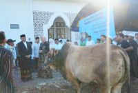 Usai menunaikan Salat Iduladha, Bupati H Rahmat Trianto secara simbolis menyerahkan 1 ekor sapi kurban jenis Brahman seberat sekitar 1 ton bantuan Presiden Prabowo kepada pengurus Masjid Al-Muhajirin, Jumat, 6 Juni 2025. Foto: N Lutfi Ashidiqi/1tulah.com