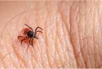 Ilustrasi kutu penyebab penyakit. (Photo by Erik Karits/Pexels)