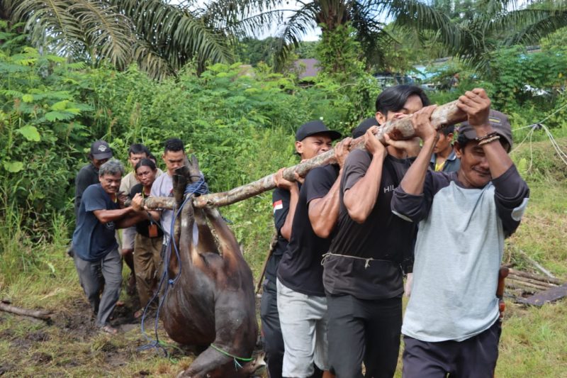 Kegiatan penyembelihan hewan kurban di Mapolres Bartim. Foto : 1tulah.com/zakirin