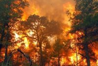 Ilustrasi kebakaran hutan dan lahan (Karhutla). Dalam beberapa waktu belakangan, sejumlah wilayah di Indonesia terjadi karhutla yang menyebabkan kabut asap hingga membuat warga terdampak. [Ist]