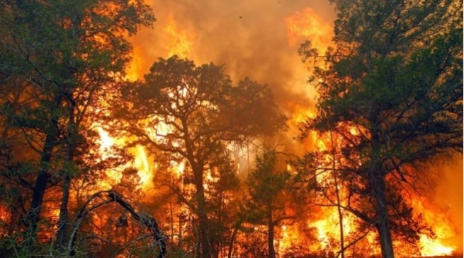 Ilustrasi kebakaran hutan dan lahan (Karhutla). Dalam beberapa waktu belakangan, sejumlah wilayah di Indonesia terjadi karhutla yang menyebabkan kabut asap hingga membuat warga terdampak. [Ist]