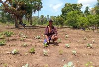 Yohanes Radja saat berada di kebun Sayur Miliknya,Senin(1/9/25).Foto.Alfonso.