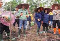 Penanaman Jagung Serentak Kuartal IV Digelar di Murung Raya