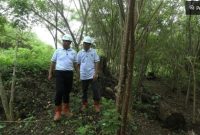 Ilustrasi Pohon Gamal sebagai bahan baku untuk pembentukan energi baru dan terbarukan biomassa. [Dok BJA Group]. 