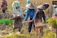 Ilustrasi lahan pertanian (pixabay) 