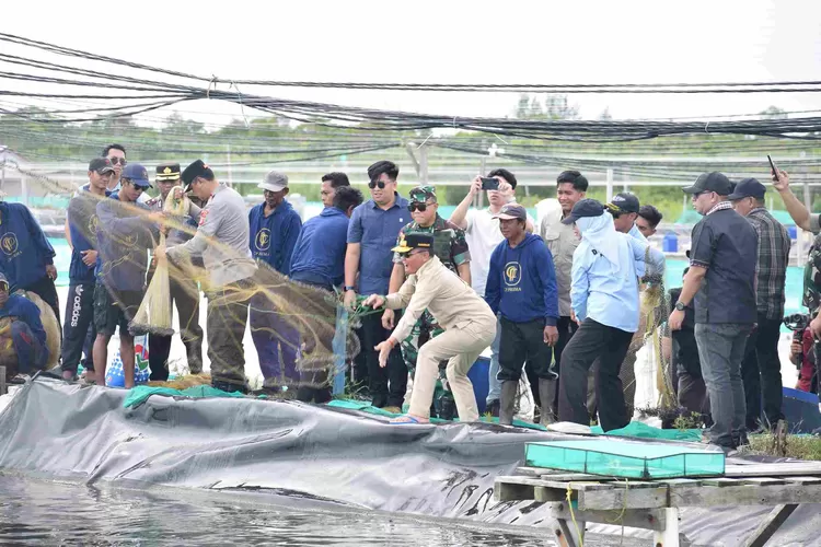 Gubernur Kalteng Agustiar Sabran melemparkan jala saat panen udang vaname di Shrimp Estate Berkah Sukamara (MMC Kalteng)