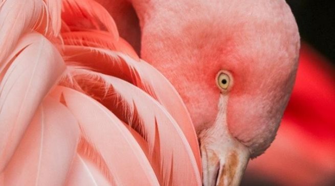 Flamingo. (Unsplash) 