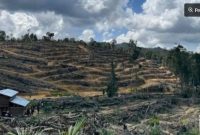 Jual beli tanah kawasan hutan lindung di Riau. [Dok Polda Riau] 