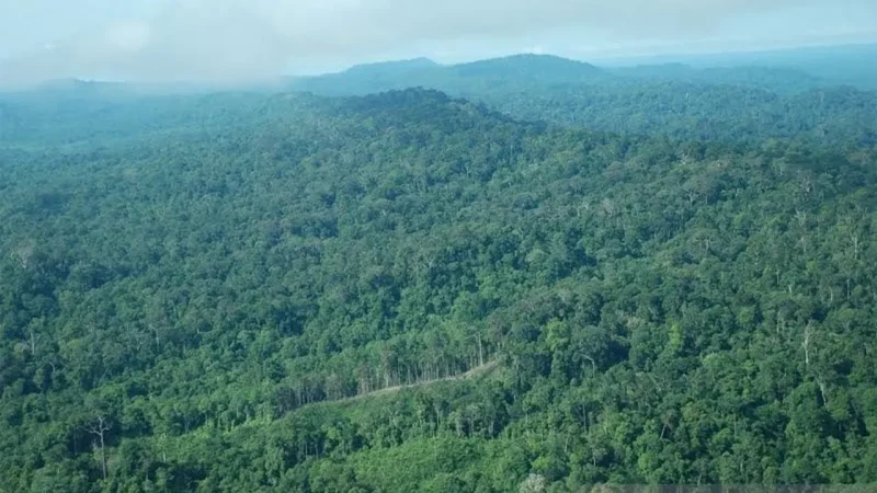 Praktik jual beli hutan ilegal berstatus Persetujuan Penggunaan Kawasan Hutan (PPKH) di Barito Utara menjadi sorotan, melanggar hukum dan berdampak serius pada ekosistem serta sosial. Foto: Antara/Raisan Al Farisi