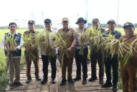 Pemprov Kalteng Tegaskan Komitmen Program Ketahanan Pangan Melalui Panen Raya Demplot Padi di Lokasi lahan OPLA Pulang Pisau (MMC Kalteng)
