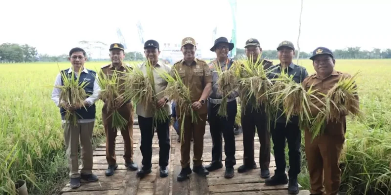 Pemprov Kalteng Tegaskan Komitmen Program Ketahanan Pangan Melalui Panen Raya Demplot Padi di Lokasi lahan OPLA Pulang Pisau (MMC Kalteng)

