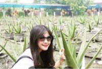Aloe vera asal Pontianak (Ist)