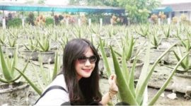 Aloe vera asal Pontianak (Ist)