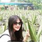 Aloe vera asal Pontianak (Ist)