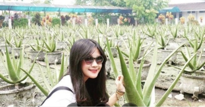 Aloe vera asal Pontianak (Ist)