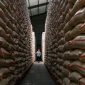 Petugas memeriksa stok beras di gudang Bulog Cabang Cirebon, Jawa Barat, Rabu (6/8/2025). [ANTARA FOTO/Hafidz Mubarak A/rwa] 