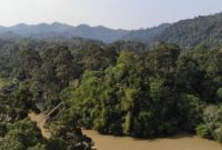 Ilustrasi hutan adat. Foto menunjukkan hutan adat Desa Guguk yang dijaga dan dikelola masyarakat secara baik. FOTO ANTARA/HO/Warsi 