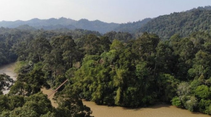 Ilustrasi hutan adat. Foto menunjukkan hutan adat Desa Guguk yang dijaga dan dikelola masyarakat secara baik. FOTO ANTARA/HO/Warsi 