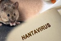 Ilustrasi hantavirus (shutterstock) 