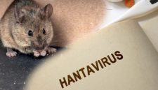 Ilustrasi hantavirus (shutterstock) 