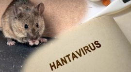 Ilustrasi hantavirus (shutterstock) 