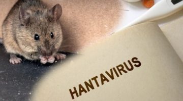 Ilustrasi hantavirus (shutterstock) 