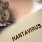 Ilustrasi hantavirus (shutterstock) 