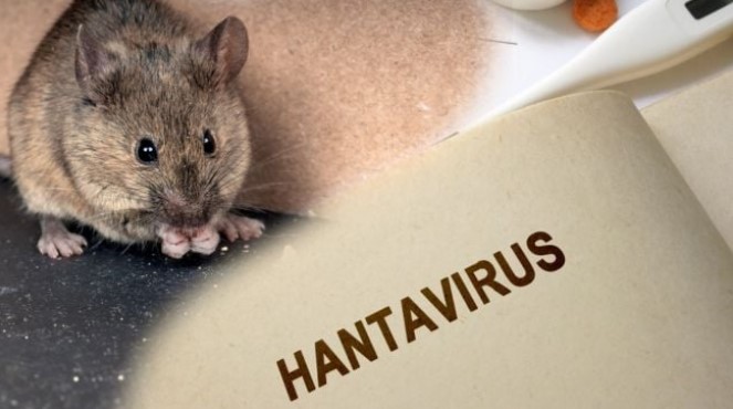 Ilustrasi hantavirus (shutterstock) 