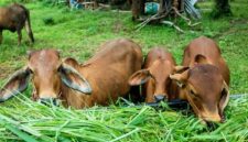 Tips memilih hewan kurban (Freepix/jcomp)