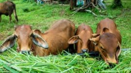 Tips memilih hewan kurban (Freepix/jcomp)