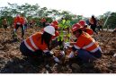 PT IMK menanam sebanyak 405 pohon di area reklamasi Wastedump Bantian 5-4, Desa Bantian, Kecamatan Sungai Babuat, Kabupaten Murung Raya. (Foto : Humas PT IMK) 