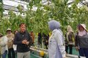 Ketua TP PKK Provinsi Kalimantan Tengah Aisyah Thisia Agustiar Sabran bersama Kepala Dinas TPHP Kalteng Rendy Lesmana mengikuti panen melon hidroponik di Smart Greenhouse II UPT BPMPPHMT, Palangka Raya. Panen menghasilkan sekitar 1,1 ton melon sebagai bagian dari pengembangan pertanian modern dan penguatan ketahanan pangan daerah. Minggu (2/8/26).
